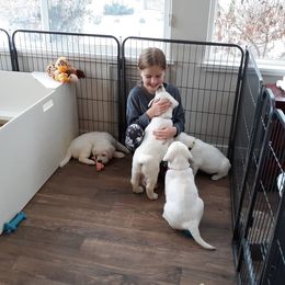 Labrador Retriever Puppies from Fidelity Farm Labradors