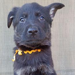 Yellow Girl - Bi-color female German Shepherd puppy in La Pine, Oregon from Granville/Diamond Peak German Shepherds
