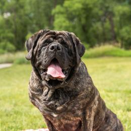 Butters - Mastiff