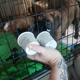 Boxer Puppies from SmashBox Kennel