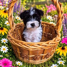 Trix - Parti female Miniature Schnauzer puppy in Allison, Iowa from Firefly Stables