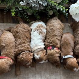 Cavapoos from Preston’s cavapoos