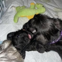 Miniature Schnauzer Puppies from Mini Schnauzers for Life