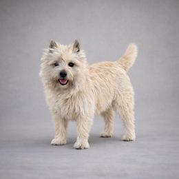 Saucey - Cairn Terrier