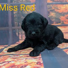 Goldendoodle, Golden Retriever, Labradoodle, and Labrador Retriever Puppies from Robertson's Retrievers and Doodles