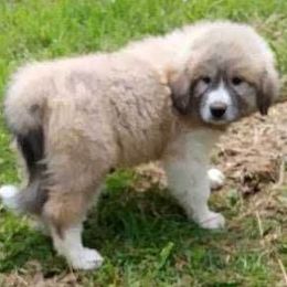 Puppy ID 47254 - White and reddish brown male Great Pyrenees puppy in Leicester, North Carolina from Randall Glen Pyrenees