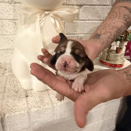 Rooney - Mahogany and white female Basset Hound puppy in Lubbock, Texas from Hound House