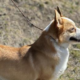 Pembroke Welsh Corgis from Black Tie Corgis