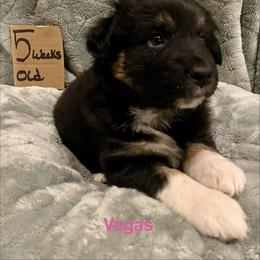 Vegas - Black tri-color female Australian Shepherd puppy in Wisconsin Dells, Wisconsin from Nicara kennel