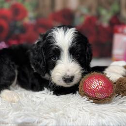 Aspen, Green Collar - Black and white male Bernedoodle puppy in Lake Panasoffkee, Florida from Donnas Deluxe Doodles LLC