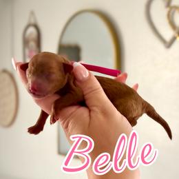 Belle - Red  female Poodle puppy in Munster, Indiana from Miranda’s Sunshine Poodles and Doodles