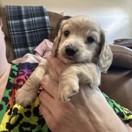 Dachshund Puppies from Dave’s Dachshunds