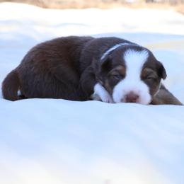 Vivaldi - White and red female Border Collie puppy in Bronson, Florida from Sandhill Ranch Border Collies