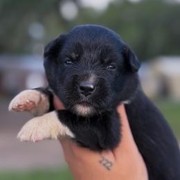 Onyx AKC - Black tri-color female Australian Shepherd puppy in Polk City, Florida from Skaky Shepherds