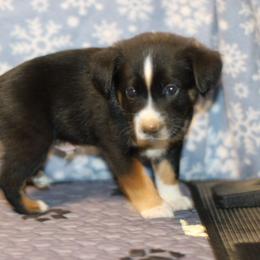 Hero - Black tri male Toy Australian Shepherd puppy in Humansville, Missouri from Tater Tot aussies
