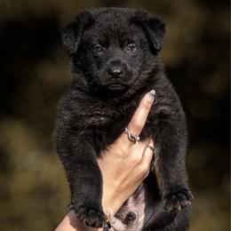 Poison - Bi-color male German Shepherd puppy in Salem, Ohio from von den Kilöff Working German Shepherds
