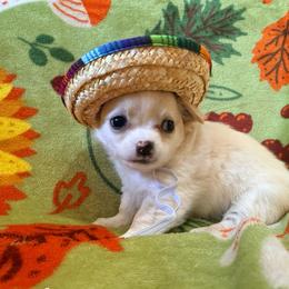 Dave - Silver male Chihuahua puppy in Seneca, Missouri from Stephanie’s Puppy Colony