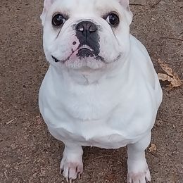 Auggie - French Bulldog