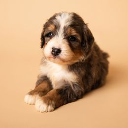 Dodger - Blue merle male Bernedoodle puppy in Ashland, Kentucky from Still Waters Farm