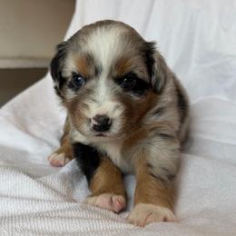 Ritsu - Blue merle female Australian Shepherd puppy in Richmond, Virginia from RVA Aussies