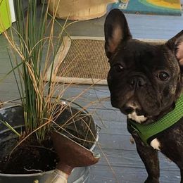 Bullmastiffs and French Bulldogs from Brick Wall Bullies