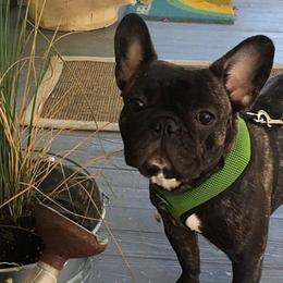 Bullmastiffs and French Bulldogs from Brick Wall Bullies