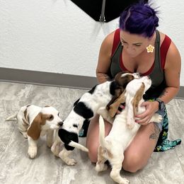 Basset Hound Puppies from Breeze Basset Hounds
