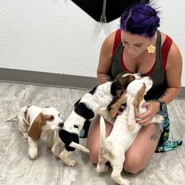 Basset Hound Puppies from Breeze Basset Hounds