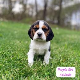 Purple Girl - Black white and tan female Beagle puppy in Grantsville, Maryland from Fable & Fern Beagles