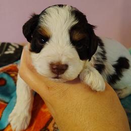 Toulouse - Parti male Miniature Schnauzer puppy in Florida from Central Florida Schnauzers