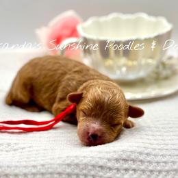 Beau - Red  male Poodle puppy in Munster, Indiana from Miranda’s Sunshine Poodles and Doodles