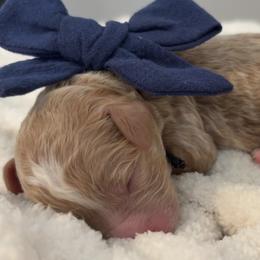 Goldendoodle Puppies from Pickard’s country Golden doodles