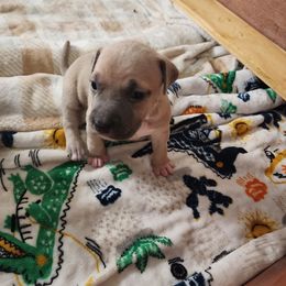 Girl 2 - Blue fawn American Pit Bull Terrier puppy in Glen Burnie, Maryland from Blue Antics