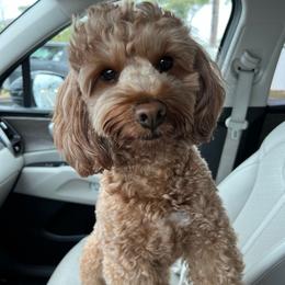 Vino - Goldendoodle