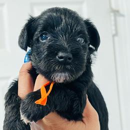 Orange - Black and silver male Miniature Schnauzer puppy in Lehigh Acres, Florida from Regency Schnauzer