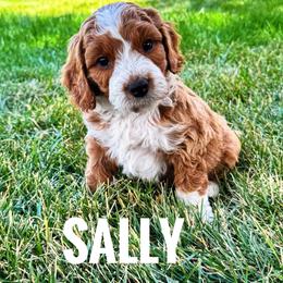 Sally - Red  female Goldendoodle puppy in Bountiful, Utah from Red Brick Doodles