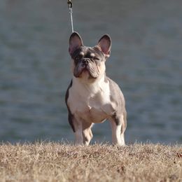 Giorgio - French Bulldog