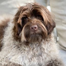 Willow - Australian Labradoodle