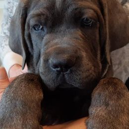 Cane Corso from Fire Heart's Cane Corso