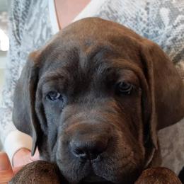 Cane Corso from Fire Heart's Cane Corso