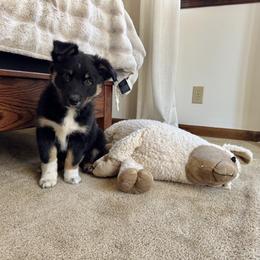 Australian Shepherd Puppies from Blosenski Aussies