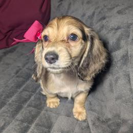 3 Timber - Cream female Dachshund puppy in Central Point, Oregon from MRS Long Dog Ranch