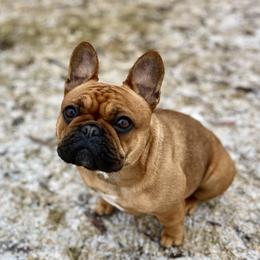 Tess - French Bulldog
