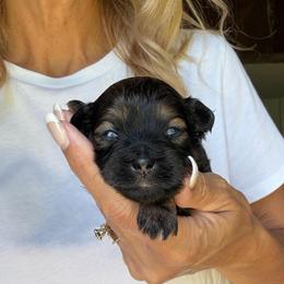 Cookie - Black gold and white male Shihpoo puppy in Millsap, Texas from Gaston’s Posh Poodles and Doodles