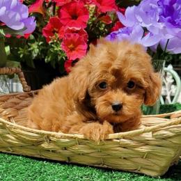 Tulip - Red  female Goldendoodle puppy in Beecher, Illinois from Erica’s Doodles