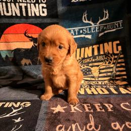 AKC girl 4 pink collar - Dark golden female Golden Retriever puppy in Joshua, Texas from 3 Gun Retrievers