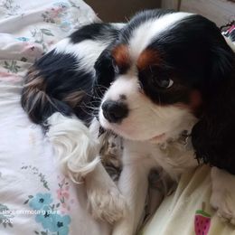Daisy - Cavalier King Charles Spaniel