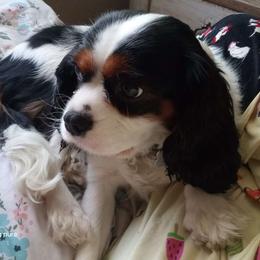 Daisy - Cavalier King Charles Spaniel