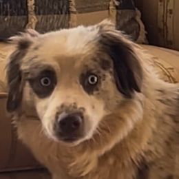Savvy - Miniature Australian Shepherd