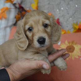 Dachshund Puppies from Dreamheart Dachshunds